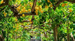 Amalfi Lemon Farm & Private Cooking Class