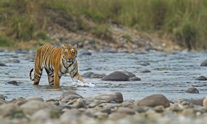 Bengal tiger in river, Jim Corbett National Park